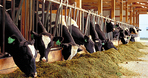 Dairy_Cattle